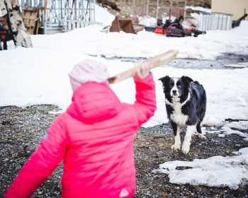 Die Kinder spielen gerne mit unserer Border Colliehündin