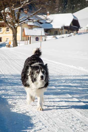 Auch im Winter laufen unsere Border Colliehündinnen gerne den Weg hinunter unseren Gästen entgegen