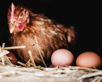 Henne mit zwei frisch gelegten Eiern