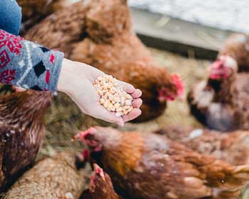 Brigitte liebt und verwöhnt ihre Hühner