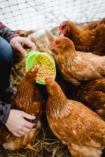 Brigitte liebt und verwöhnt ihre Hühner