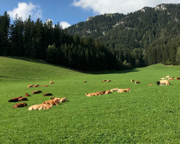 Murbodner Rinder auf der Weide