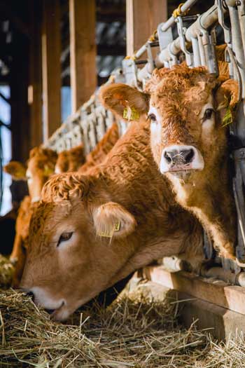 Murbodner Rinder im offenen Stall