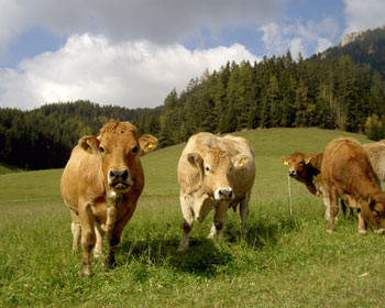 Murbodner Rinder auf der Weide