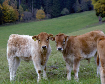 2 Kälber auf der Weide