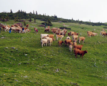 Murbodner Rinder beim Almauftrieb auf die Schneealm