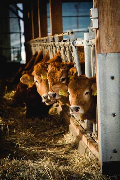 Rinder im Stall