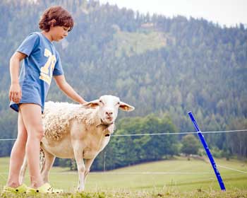 Kind spielt mit unseren Schafen