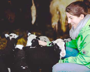 Johanna spielt mit unseren Schafen