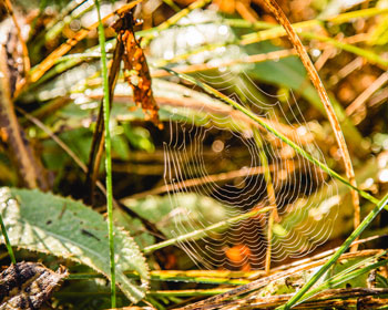 Herbsstimmung mit großem Spinnennetz am Waldboden