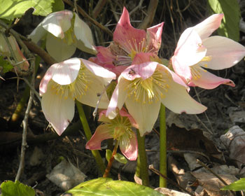 Die ersten Frühlingsboten sind immer die Schneerosen