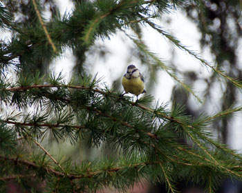 kleiner Singvogel im Wald versteckt auf einem Ast, finden Sie ihn? 