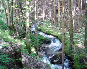 Bach im Wald