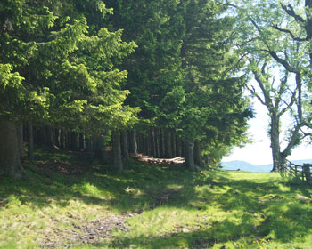 Waldrand mit naturbelassenem Weg