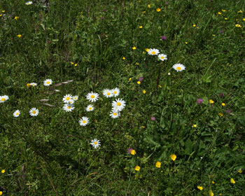 Naturbelassene Wiese mit vielen Margeriten
