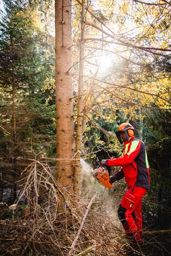 Manfred schneidet mit der Motorsäge einen Baum im Wald um