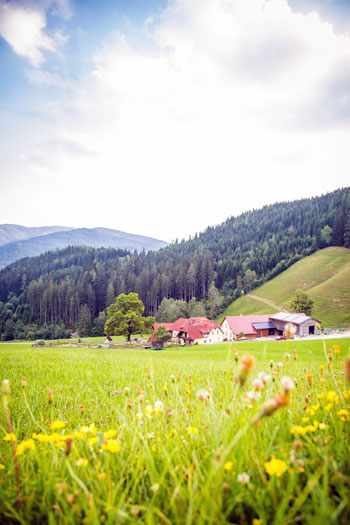 Blick auf unseren Hof von der Bergstraße zur Schneealm aus mit der herrlichen Blütenpracht der Blumenwiese davor