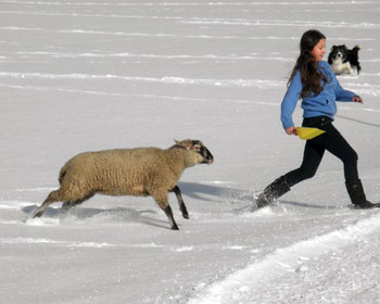 Johanna spielt mit den Schafen im Schnee