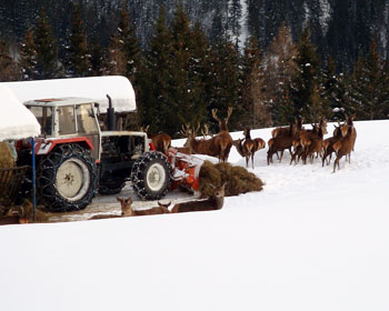 Wildtierfütterung im Winter
