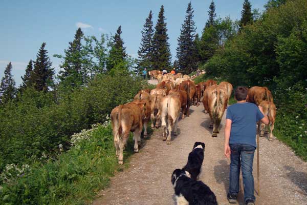 Auftrieb unserer Rinder auf die Almweide der Schneealm