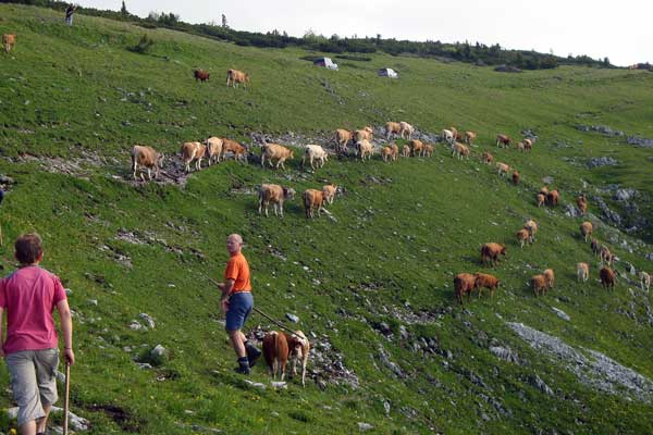 Auftrieb unserer Rinder auf die Almweide der Schneealm