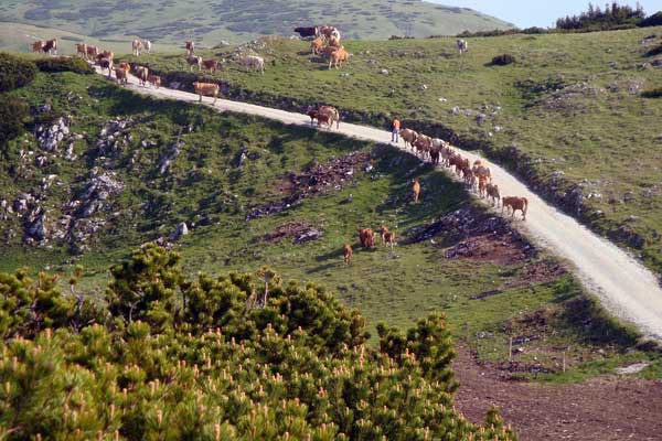 Auftrieb unserer Rinder auf die Almweide der Schneealm