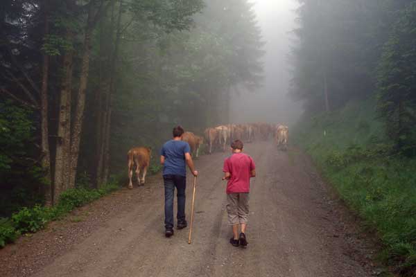 Auftrieb unserer Rinder auf die Almweide der Schneealm