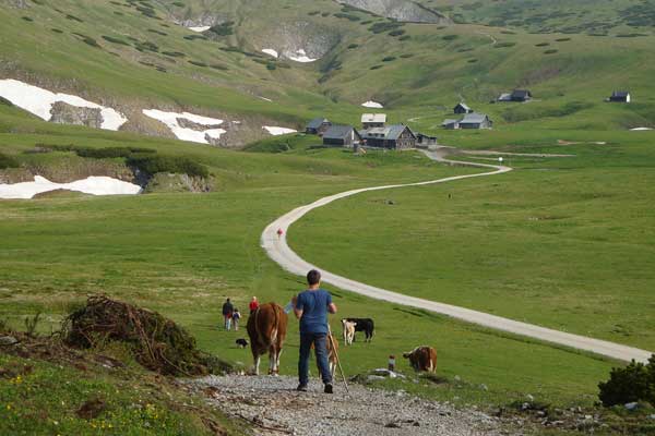 Auftrieb unserer Rinder auf die Almweide der Schneealm