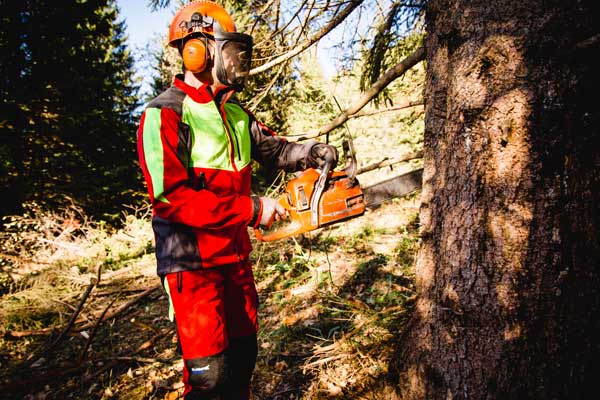 Nachhaltige Forstwirtschaft bedeutet auch, dass man Bäume fällen muss