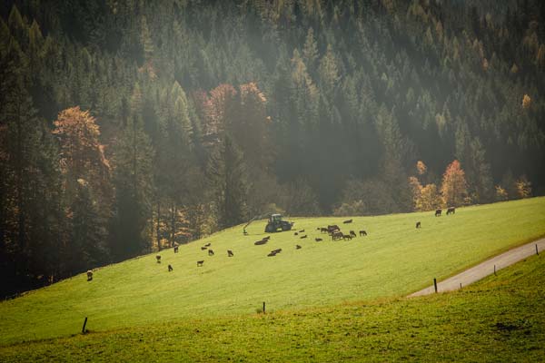 Rinder auf der Weide