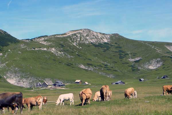 Rinder auf der Schneealm