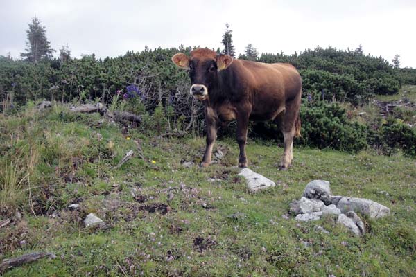 Rind auf der Schneealm