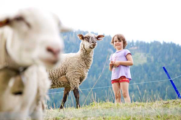 Kind und Schafe auf der Wiese