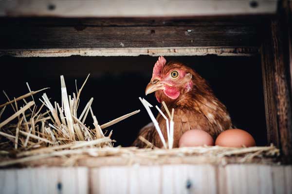 Henne im Nest mit zwei Eiern