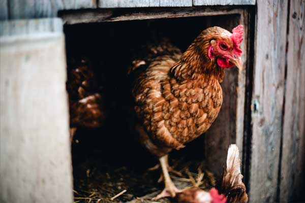 Henne verlässt den Stall durch den kleinen Ausgang