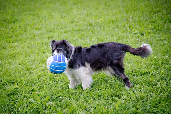 Hund mit Ball in der Wiese