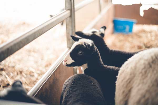 Schafe im Stall