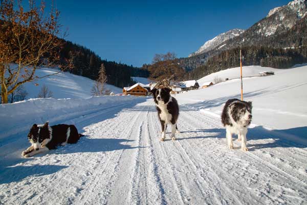 Die Border Colliehunde auf der Schneefahrbahn zum Michlbauernhof