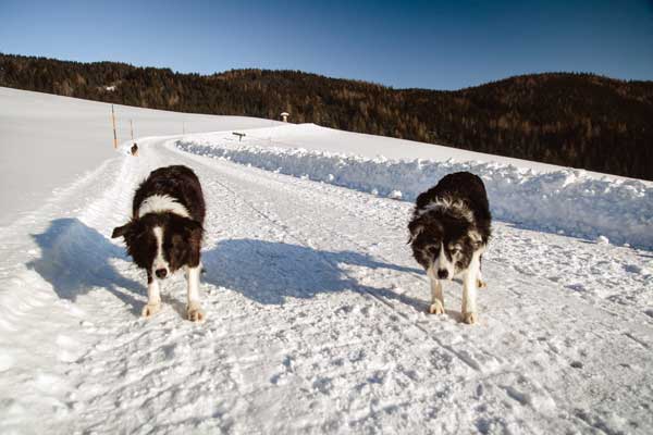 Border Colliehunde