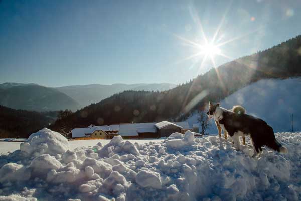 Winteraufnahme vom Biobauernhof mit Hunden im Vordergrund, die auf den Hof hinuntersehen