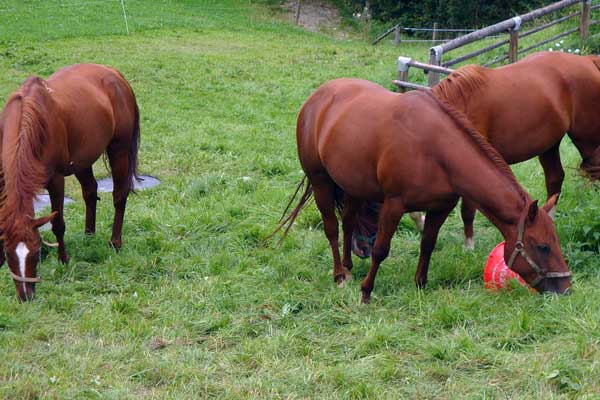Pferde auf der Weide