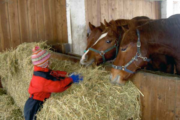 Pferde werden von einem Kind mit Heu gefüttert