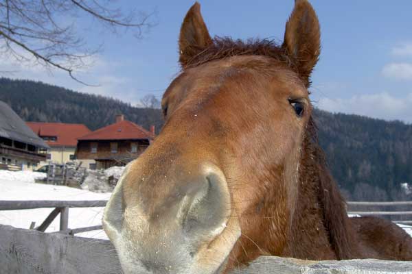 Pferd in der Winterkoppel schaut üer den Zaun direkt in die Kamera