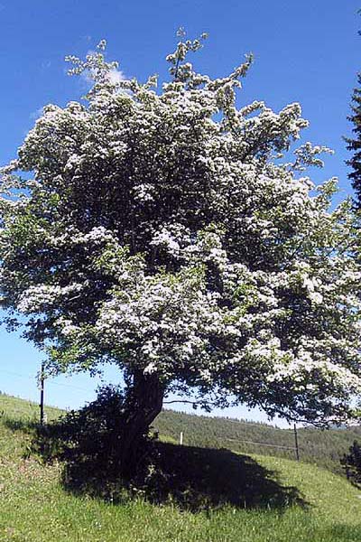 Apfelbaum in voller Blüte