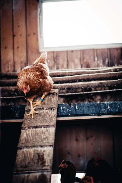 Henne verlässt den Stall