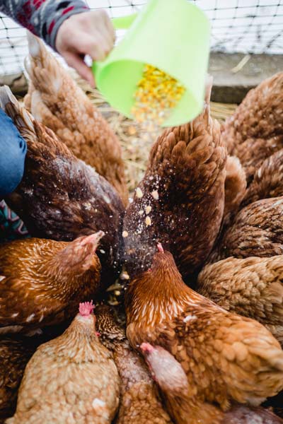 Hendl werden mit Maiskörner gefüttert
