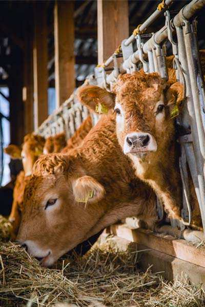 Kühe im Stall