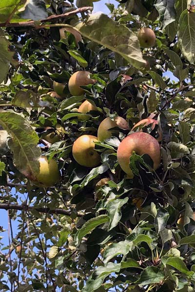 Apfelbaum vom Biobauernhof