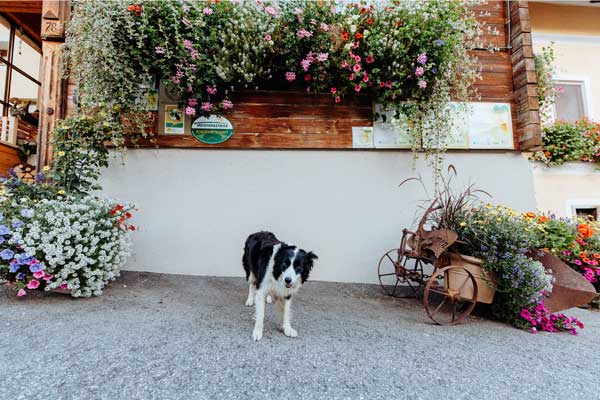 Unserer Border Colliehund vorm Hauseingang