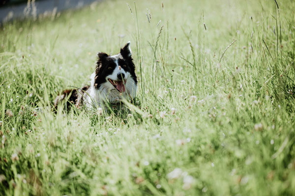 Unserer Border Colliehund in der Wiese